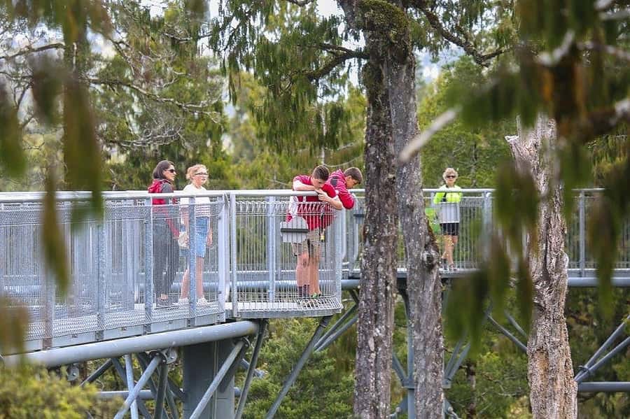 Hokitika: West Coast Treetop Walkway Entrance Ticket - The 20 metre steel walkway, what it feels like in real life
