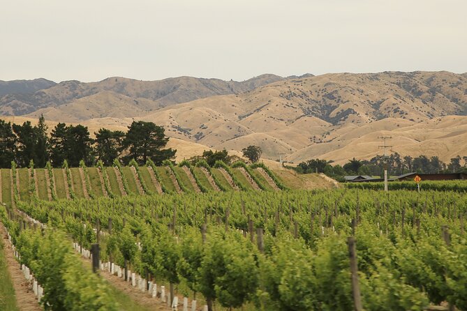 Hop on Hop off Wine Tours Marlborough - Should you book Hop on Hop off Wine Tours Marlborough from Picton?