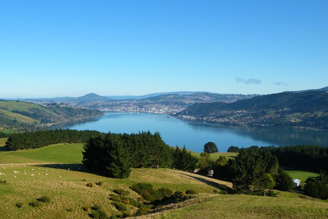 Iconic Shore Excursion: Dunedin City Highlights Tour - Pace, timing, and how not to lose your day