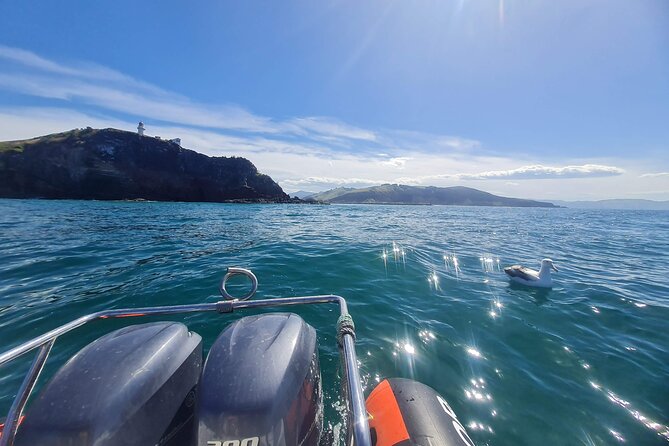 Iconic Shore Excursion: Dunedin City Highlights Tour - Price and value: what you get for $61.44