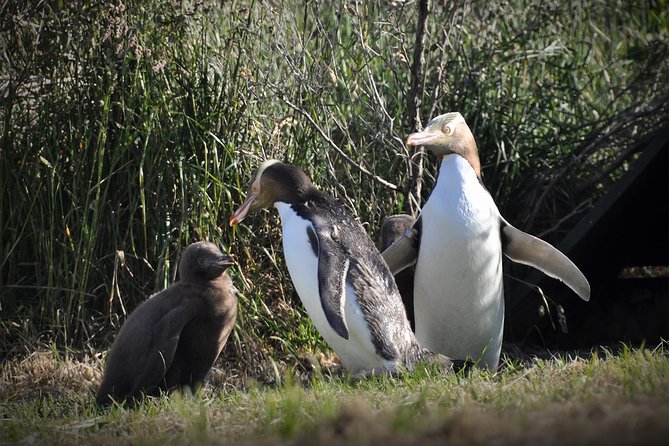 Iconic Wildlife Tour with Yellow Eyed Penguins & Royal Albatross - Key highlights worth clocking before you go
