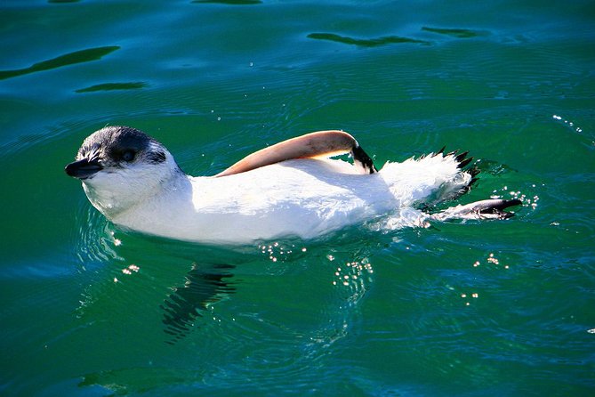 Iconic Wildlife Tour with Yellow Eyed Penguins & Royal Albatross - Wildlife first: why yellow-eyed penguins are the real draw