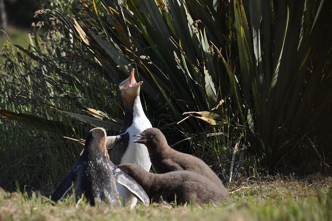 Iconic Wildlife Tour with Yellow Eyed Penguins & Royal Albatross - Eco Restoration Alliance: private reserve time and how you actually see penguins