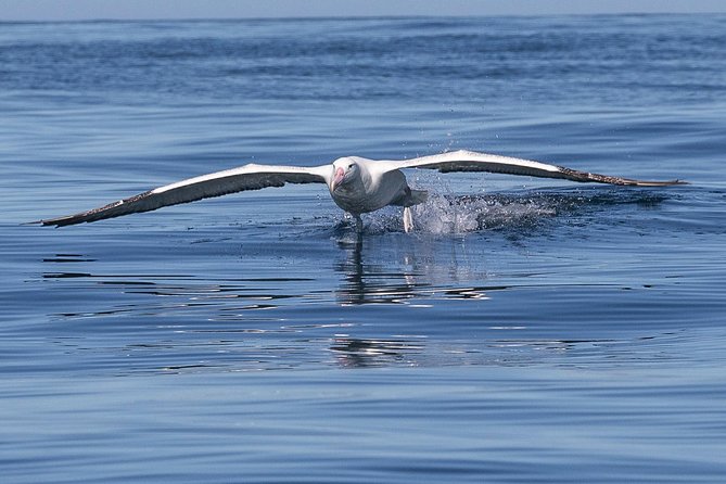 Iconic Wildlife Tour with Yellow Eyed Penguins & Royal Albatross - What the walking and footing feel like
