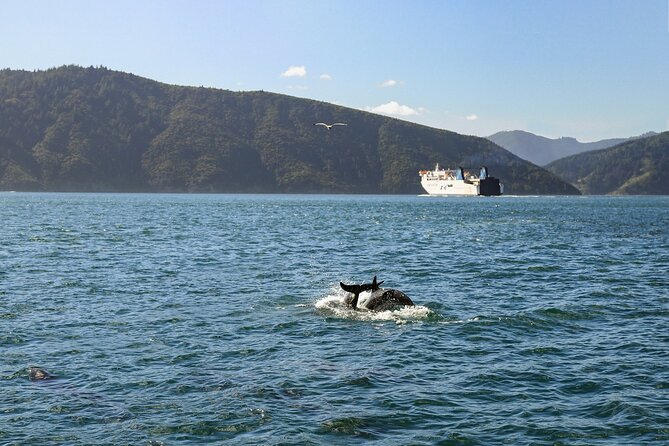 InterIslander Ferry - Picton to Wellington - Why the InterIslander Picton to Wellington crossing is worth it