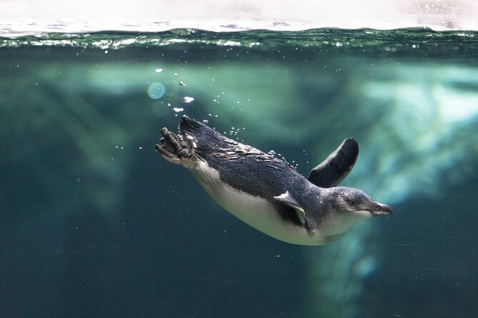 International Antarctic Centre General Admission Ticket - 4D show and the sensory Antarctica approach