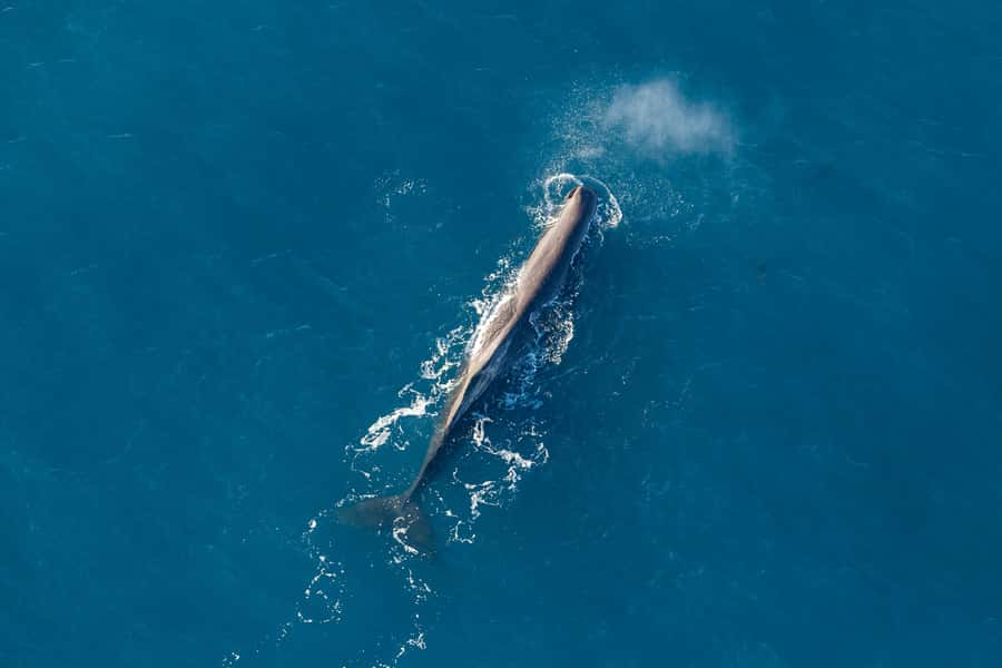 Kaikoura: 1-Hour Whale Watching Helicopter Tour - From Kaikoura Airport up to the Whale Sanctuary and Hikurangi Marine Reserve
