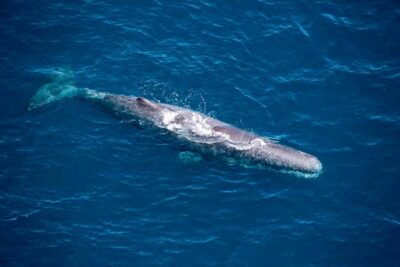 1-Hour Whale Watching Helicopter Tour