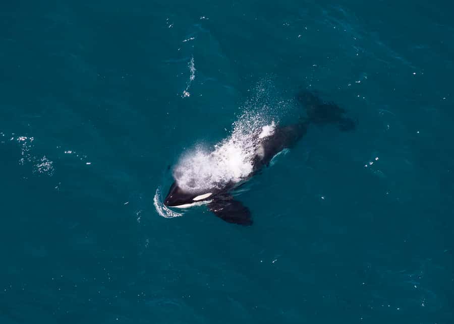 Kaikoura: 1-Hour Whale Watching Helicopter Tour - What the local in-flight guide teaches you while you watch