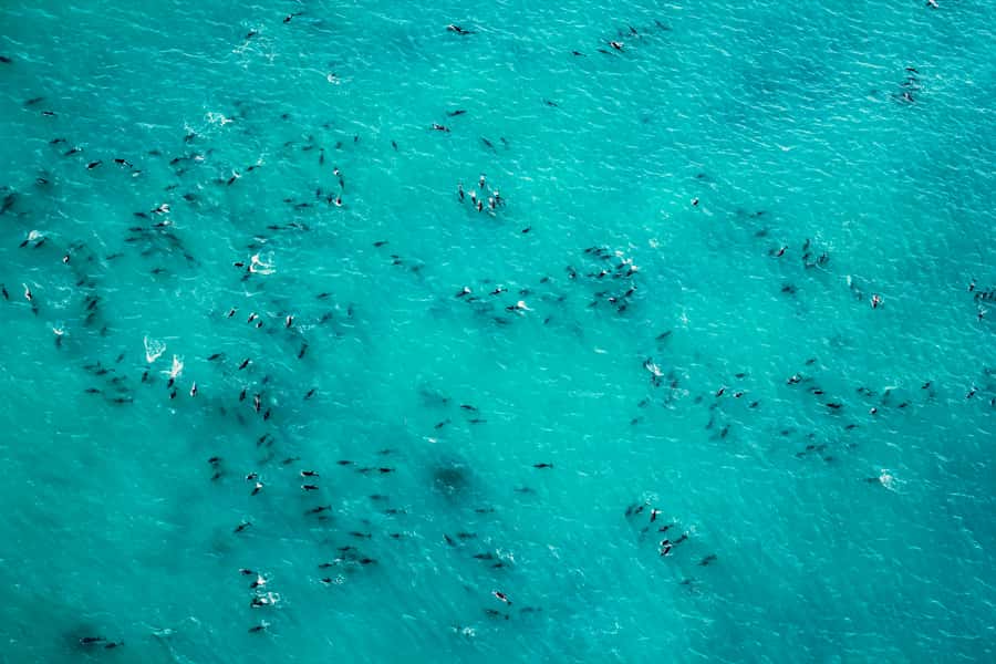 Kaikoura: 1-Hour Whale Watching Helicopter Tour - Weather, weight checks, and who this tour is really for