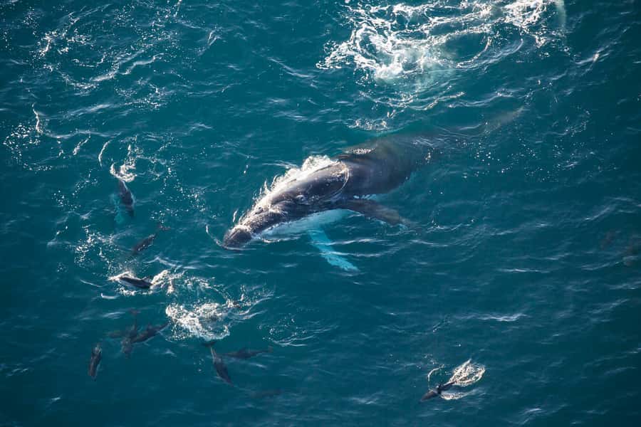 Kaikōura: 45-Minute Whale Watching Helicopter Tour - Soaring Out of 617 State Highway 1: What the 45 Minutes Really Feel Like