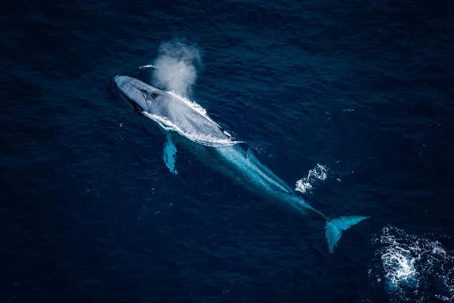 Kaikōura: 45-Minute Whale Watching Helicopter Tour - What to Bring and How to Dress for a Windy, Cold-View Ride