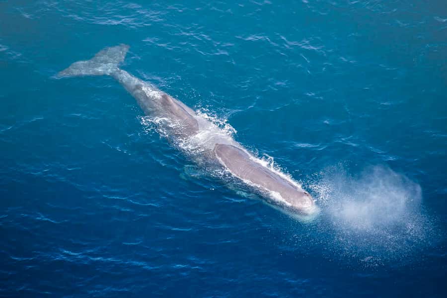 Kaikōura: 45-Minute Whale Watching Helicopter Tour - Should You Book This Kaikōura Whale Watching Helicopter Tour?