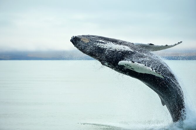Kaikōura Day Tour From Christchurch (Small Group, Carbon Neutral) - Why this Kaikoura trip feels worth the full day