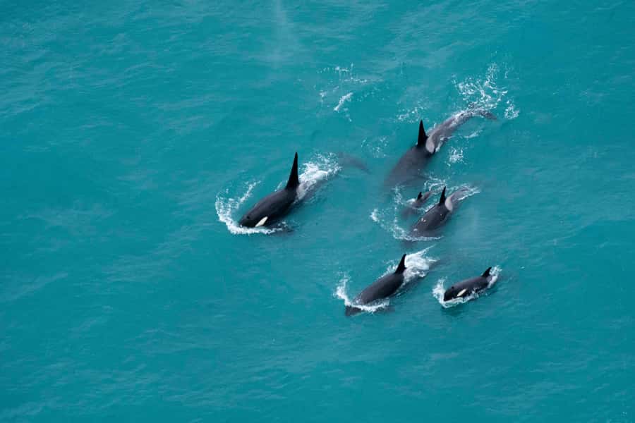 Kaikoura: Extended Flight Whale Watching & Mountain Tour - Why flying above Kaikōura beats a typical whale lookout