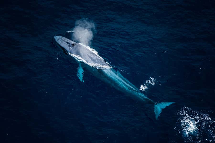 Kaikoura: Extended Flight Whale Watching & Mountain Tour - Wildlife odds in the sky: sperm whales, dolphins, and other sightings