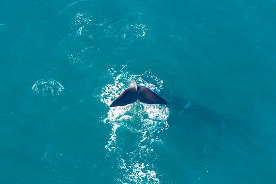 Kaikoura: Extended Flight Whale Watching & Mountain Tour - Weather reality: when clouds affect the mountain portion