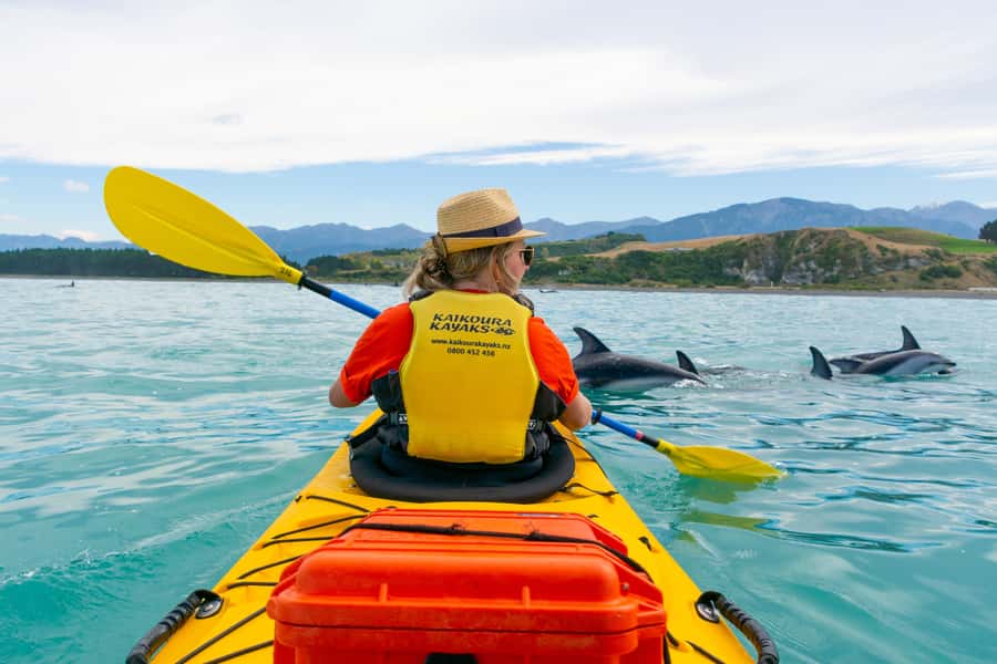 Kaikoura: Half-Day Wildlife Kayaking Tour - Key highlights worth your attention