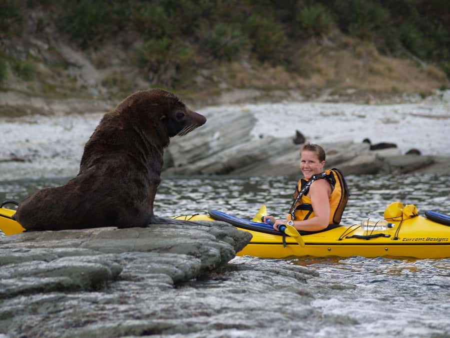 Kaikoura: Half-Day Wildlife Kayaking Tour - Entering the water in Kaikoura: meet-up, gear, and a fast confidence boost