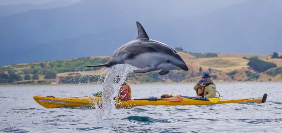 Kaikoura: Half-Day Wildlife Kayaking Tour - Fur seals up close: what it feels like to paddle near their feeding