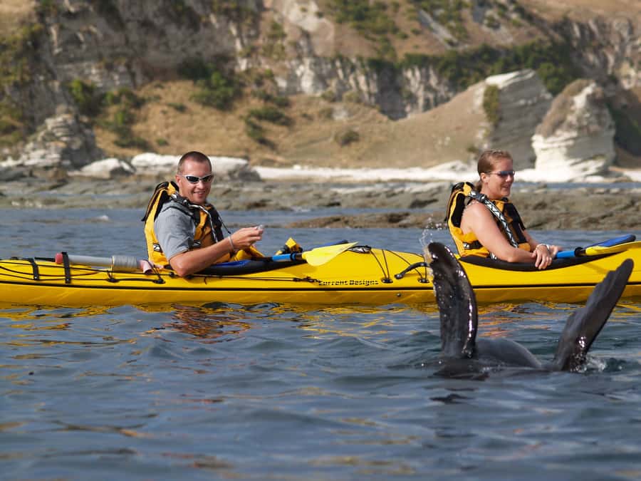 Kaikoura: Half-Day Wildlife Kayaking Tour - Dolphins and blue penguins: the bonus encounter you can plan for, not control