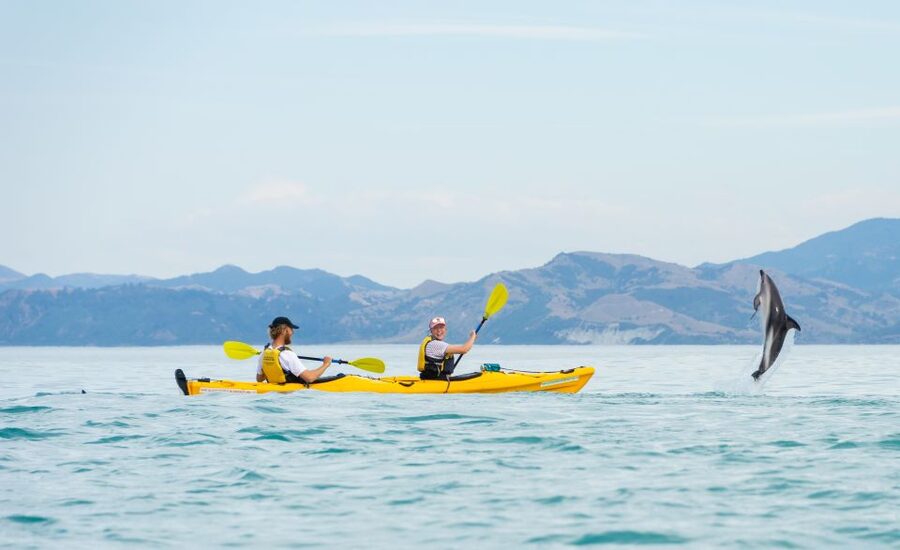 Kaikoura: Half-Day Wildlife Kayaking Tour - Weather, sea state, and staying comfortable for a half-day on the water