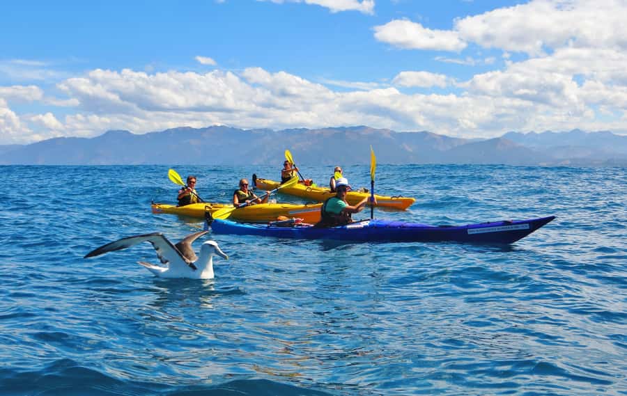 Kaikoura: Half-Day Wildlife Kayaking Tour - Timing and how the tour actually feels in real time