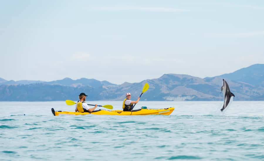 Kaikoura: Half-Day Wildlife Kayaking Tour - What you get for $95: value beyond the price tag