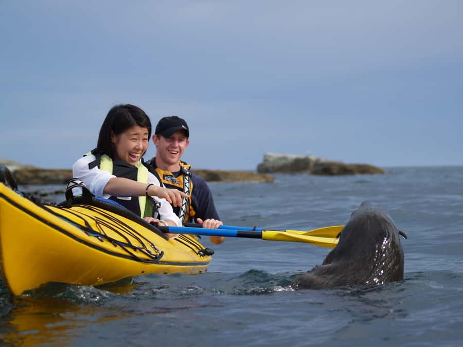 Kaikoura: Half-Day Wildlife Kayaking Tour - Kayaking the rugged Kaikoura coast: cliffs, rocks, and wildlife scanning