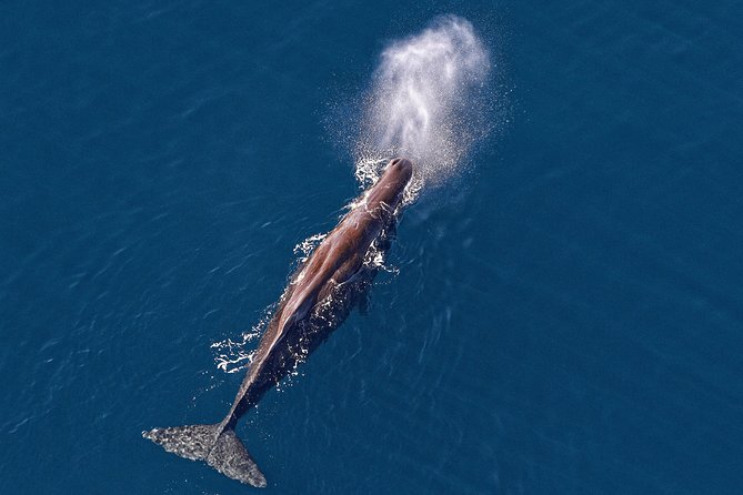 Kaikoura Helicopters Classic Whale Watch - Key things to know before you go