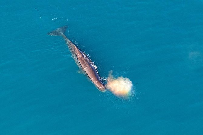 Kaikoura Helicopters Classic Whale Watch - Headsets with microphones: your chance to talk during the flight