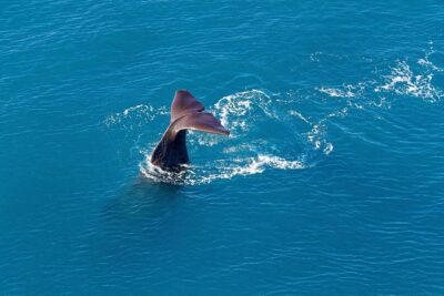 Kaikoura Helicopters Classic Whale Watch
