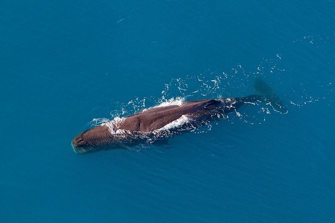 Kaikoura Helicopters Classic Whale Watch - It’s short, but it still feels like whale watching