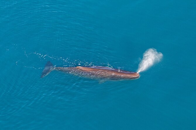 Kaikoura Helicopters Extended Whale Watch - Species You’ll Hope To See, and How the Pilot Searches