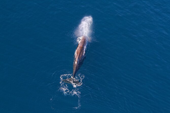 Kaikoura Helicopters Extended Whale Watch - The Flight Experience: What It Feels Like in the Air