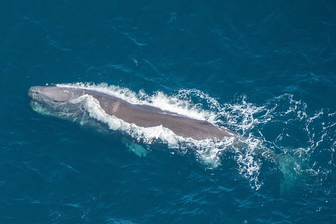 Kaikoura Helicopters Top n Tail Whale Watch flight - Kaikoura From the Air: Why This One Hour Feels Like More
