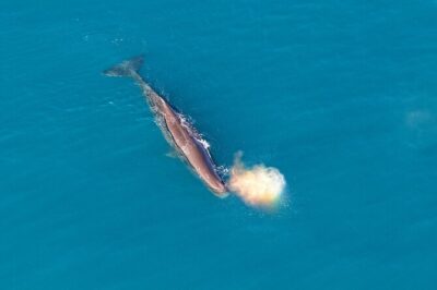 Kaikoura Helicopters Top n Tail Whale Watch flight