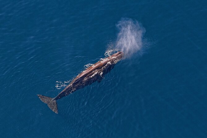 Kaikoura Helicopters Top n Tail Whale Watch flight - Mt Fyffe Views Turn Into a Timeline You Can Follow