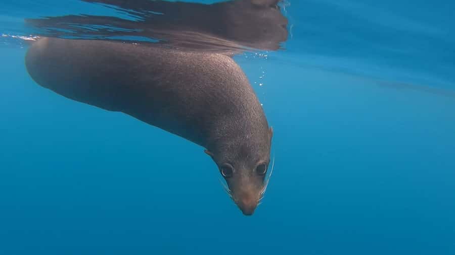 Kaikōura: Kayak Sunset Tour with Seal Sightings - More than wildlife: the history you hear along the water