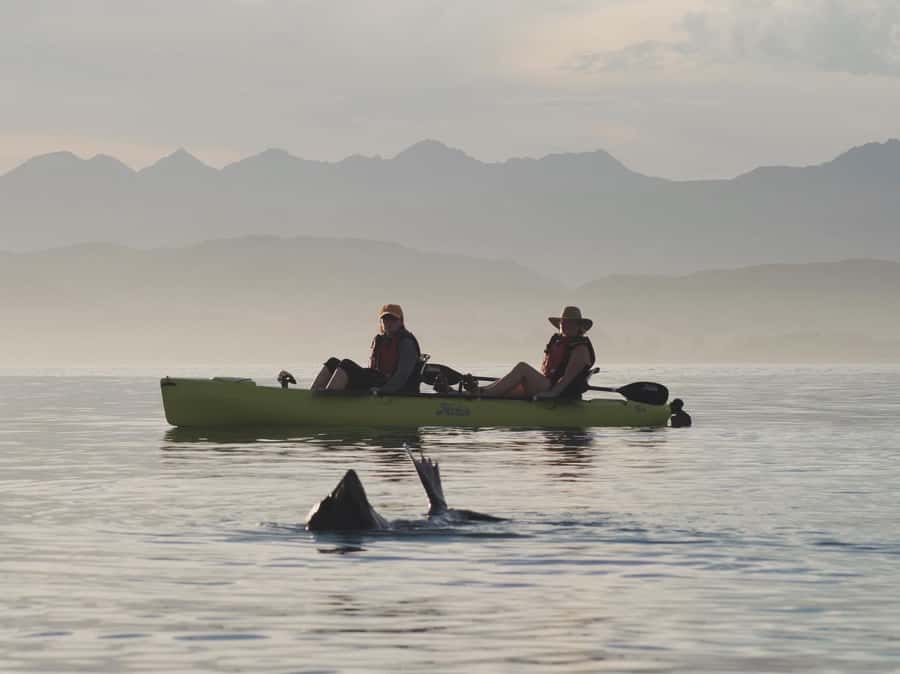Kaikōura: Kayak Sunset Tour with Seal Sightings - Price and value: is $83 fair for this kind of sunset tour?