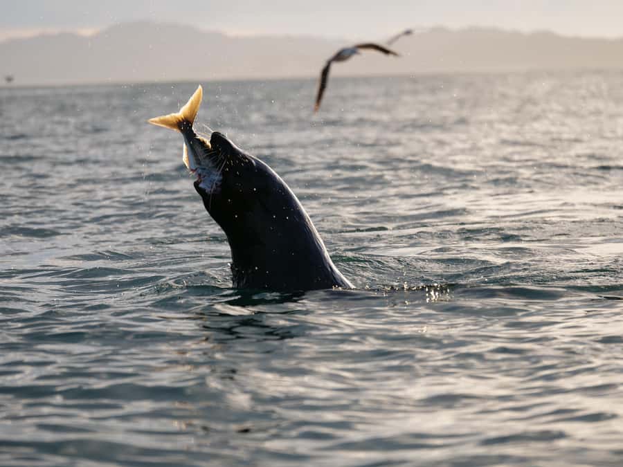 Kaikōura: Kayak Sunset Tour with Seal Sightings - From 18 Beach Road to the peninsula: how the 3 hours actually play out