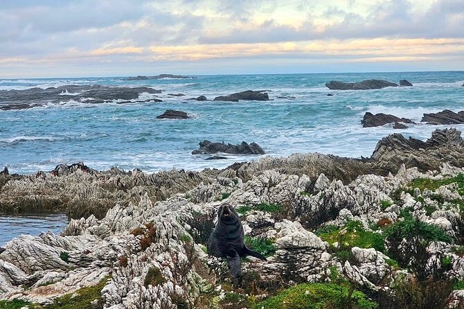 Kaikoura Private Whale Watching Day Trip from Christchurch - The Scenic Drive Through North Canterbury: What to Expect on the Road