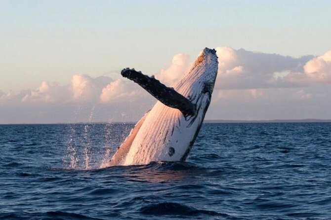 Kaikoura Private Whale Watching Day Trip from Christchurch - Private Vehicle Comfort and What You Actually Get for the Price