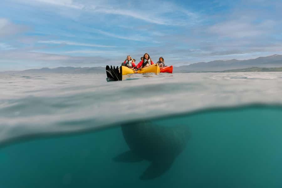 Kaikoura: Seal-Watching Pedal Kayak Tour - Key things I’d tell a friend before you book