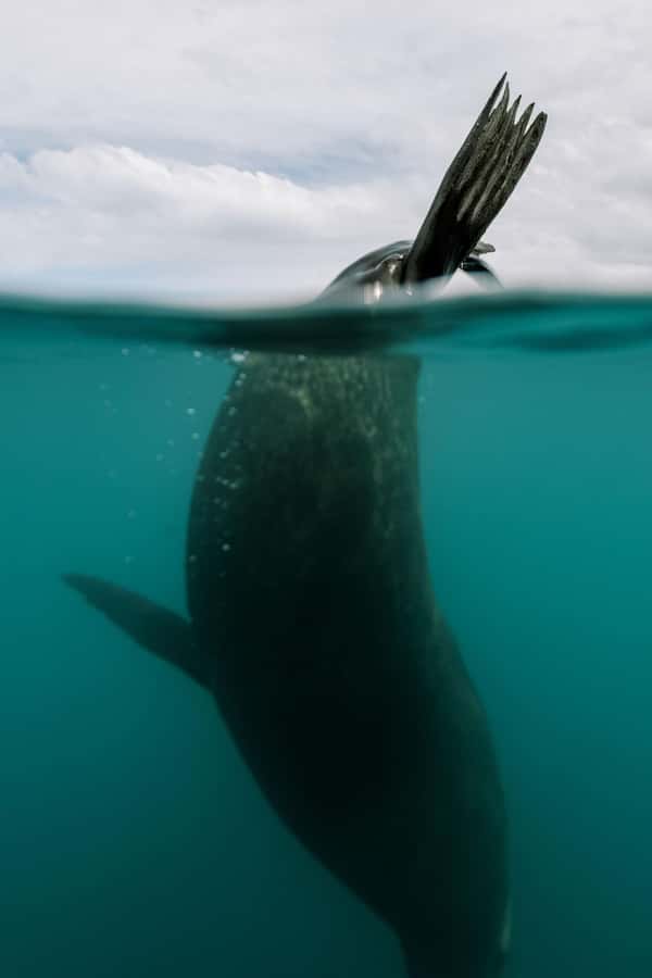 Kaikoura: Seal-Watching Pedal Kayak Tour - A few real-world considerations before you go