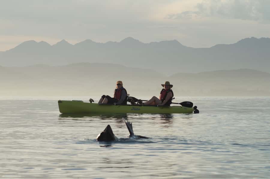Kaikoura: Seal-Watching Pedal Kayak Tour - Why pedal kayaking fits Kaikoura seal watching so well