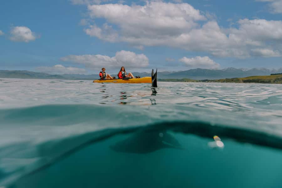 Kaikoura: Seal-Watching Pedal Kayak Tour - Safety briefing and the short van ride to the best spot