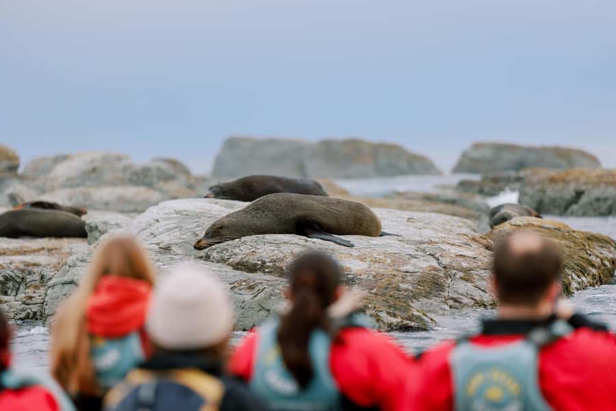 Kaikoura: Seal-Watching Pedal Kayak Tour - Two hours on the Kaikoura Peninsula, where the wildlife actually shows up