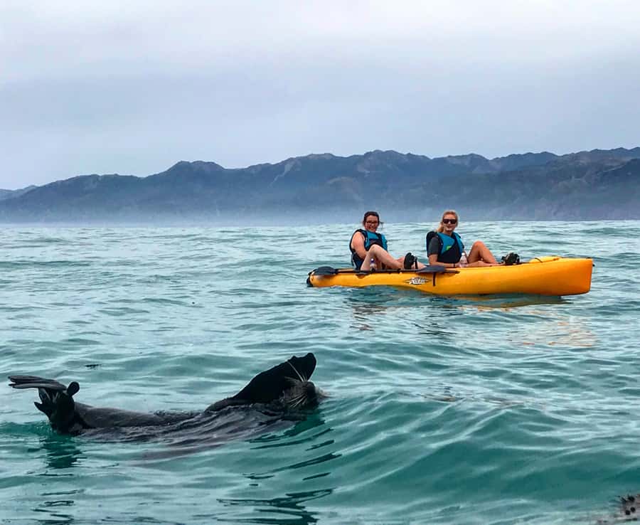 Kaikoura: Seal-Watching Pedal Kayak Tour - Hands-free photos and the guide with your camera