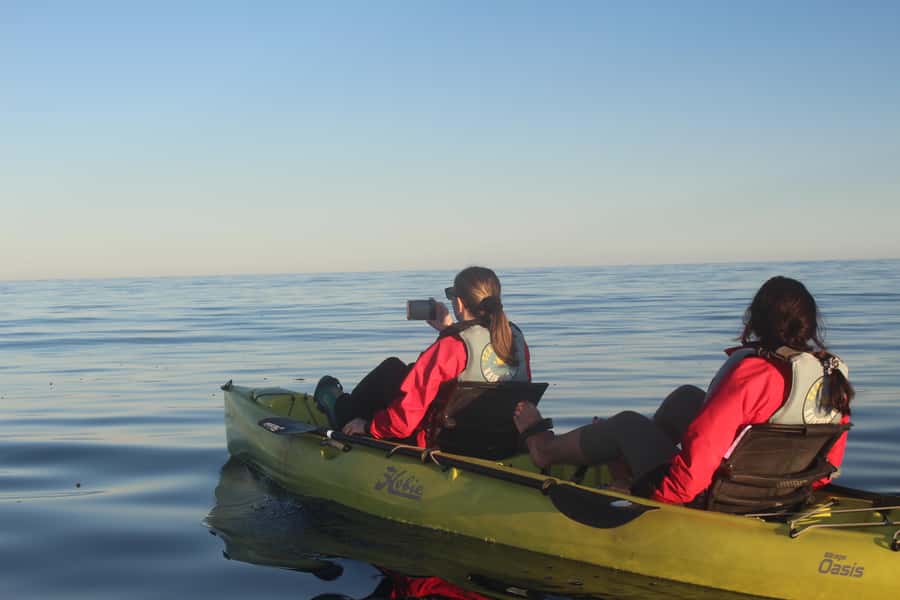 Kaikoura: Seal-Watching Pedal Kayak Tour - Pacing, timing, and what the 1-day format feels like